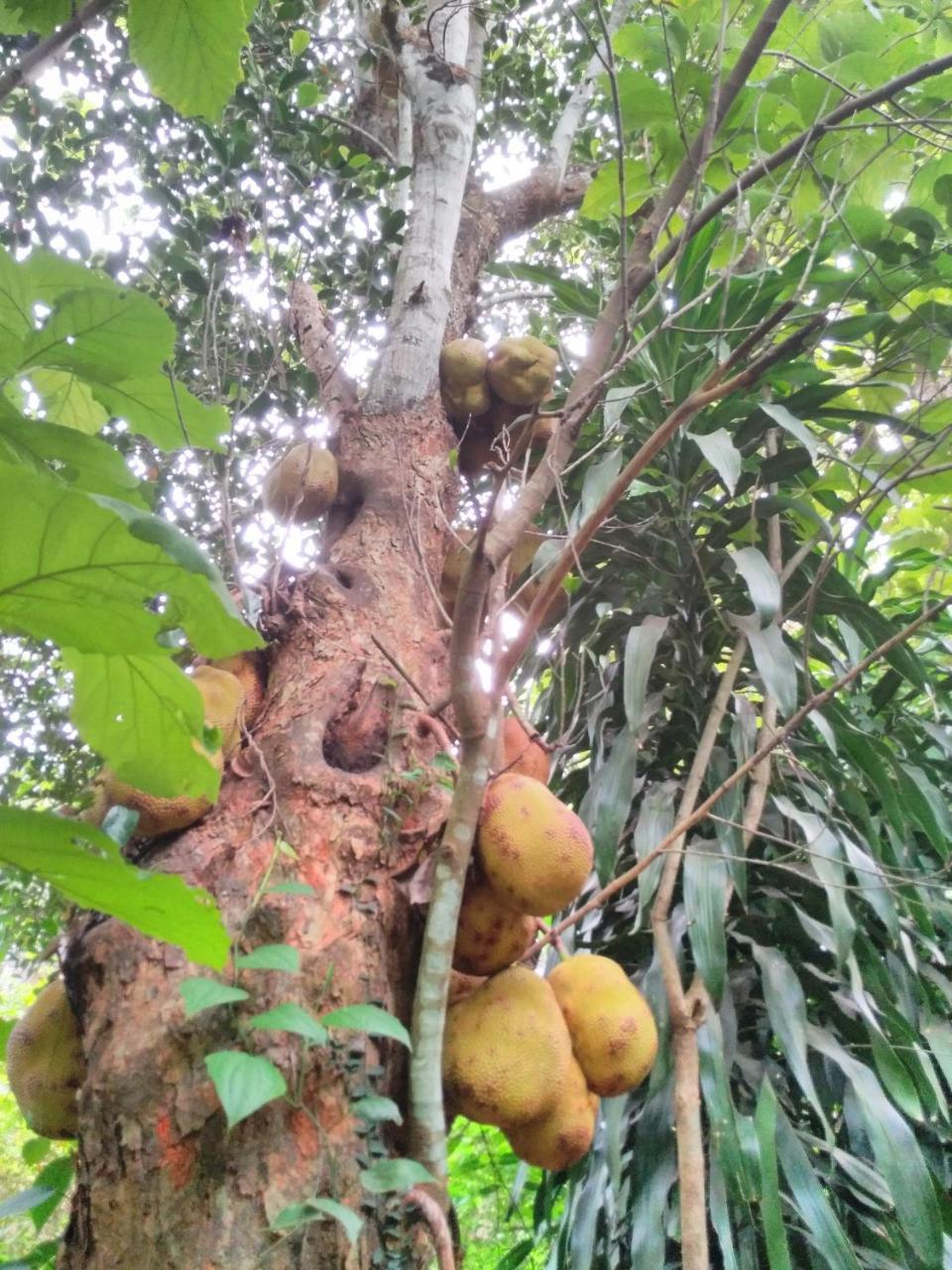 Cordel Farms Mangaluru Zewnętrze zdjęcie